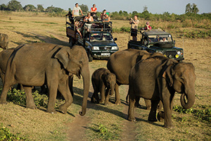 Elephant Safari at Udawalawe National Park